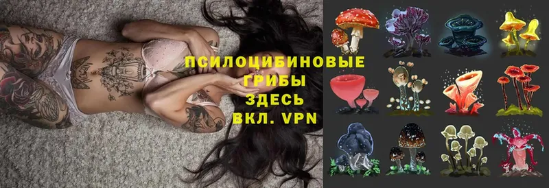 Галлюциногенные грибы MAGIC MUSHROOMS  Зеленокумск 